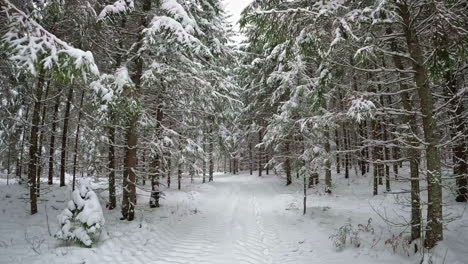 POV-shot-while-walking-through-white-snow-covered-coniferous-forest-trees-on-a-cold-winter-day