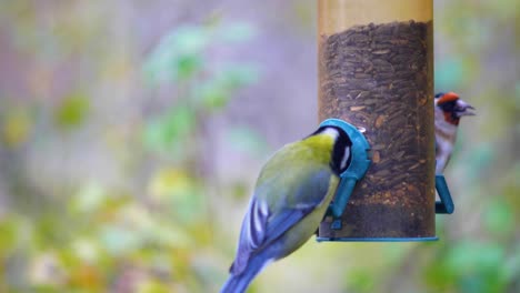 HD-Super-slow-motion-footage-of-a-bird-flying-to-a-bird-feeder-and-eating-seeds