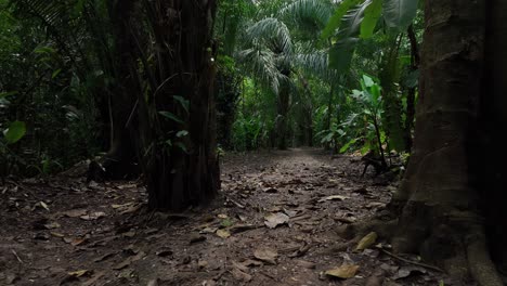 Vuelo-Lento-De-La-Cámara-Hacia-Adelante-Entre-Los-árboles-De-Hoja-Caduca-Verdes-En-La-Selva-Tropical-Amazónica-De-América-Del-Sur-Mirando-Hacia-Adelante