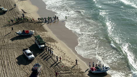 Drone-aerial-of-people-dragging-nets-with-sardines-and-pilchards-on-the-beach-in-South-Africa,-commercial-fishing