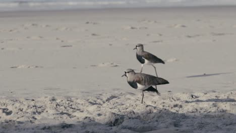 Two-southern-lapwing-walking-in-the-beach