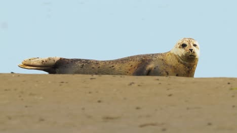 Full-body-view-of-a-Phoca-vitulina-seal-pup-resting-on-the-shore-staring-at-the-camera-on-a-sunny-day