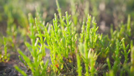 Green-young-focused-plant-sprouting-from-the-ground-in-Western-Europe