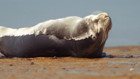 Schließen-Sie-Herauf-Seelöwe,-Der-Auf-Sand-Des-Strandes-An-Der-Küste-Sich-Entspannt