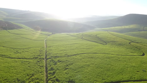Luftdrohne-Schoss-über-Ausgedehnte-Zuckerrohrplantagen-In-Südafrika