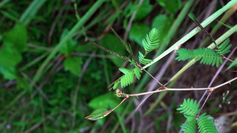 Mahe-Seychelles,-Mimosa-pudica-also-called-sensitive-plant,-the-compound-leaves-fold-inward-and-droop-when-touched-or-shaken,-defending-themselves-from-harm,-and-re-open-a-few-minutes-later