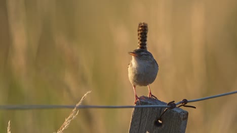 A-tiny-Grass-Wren-singing-on-a-fence-post-at-sunset-with-yellow-defocused-grass-at-background