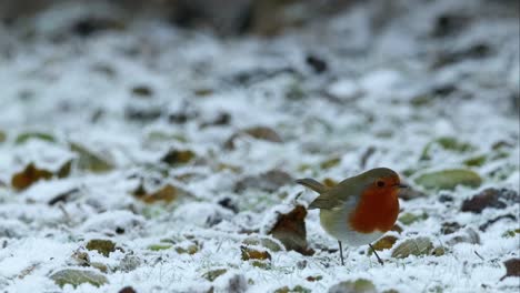 European-Robin-Bird-Feeding-On-Ground-Winter-Frost-Slow-Motion