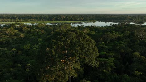 Aerial-drone-fly-view-of-scenic-sunrise-at-amazon-tropical-jungle-rainforest-with-vivid-fog-rays-in-the-morning-close-to-a-river-lake