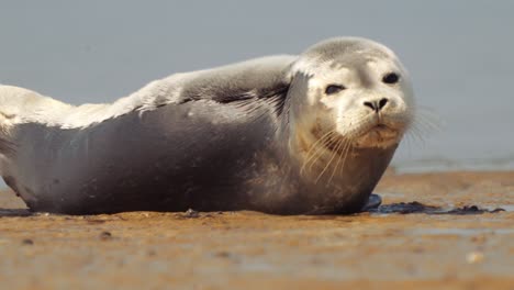 Lazy-seal-lying-on-the-seashore-on-bright-sunny-day
