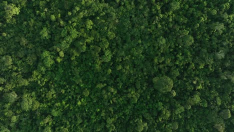 Drone-Vista-De-Pájaro-De-Arriba-Hacia-Abajo-De-La-Selva-Tropical-De-La-Selva-Amazónica
