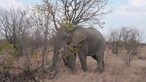 African-elephant--bull-foraging-in-shrubs