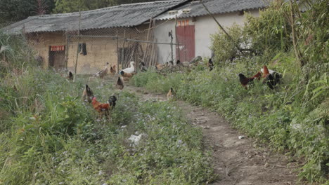 Remote-rural-scene-of-a-poor-house-and-a-dirt-road-full-of-chickens-and-weed-covered