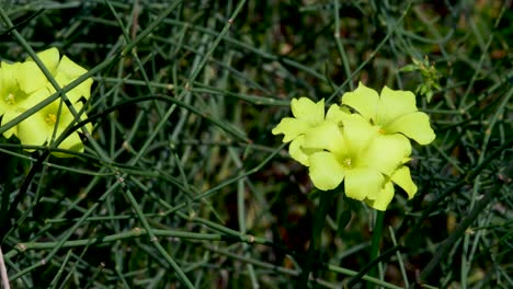 Isolated-close-up-of-yellow-flowers-blooming-in-the-winter-sun--Israel