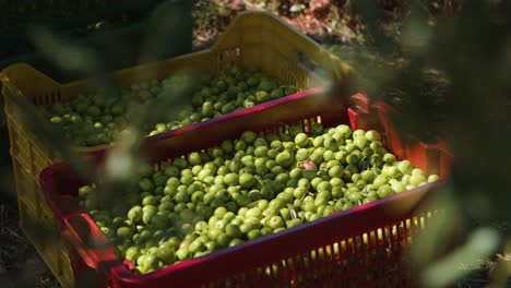 Freshly-picked-olives.-A-close-up-shot