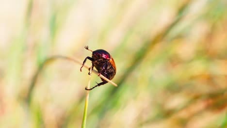 Chrysomela-populi-or-Red-beetle-hanging-on-the-end-of-grass-stem,-closeup