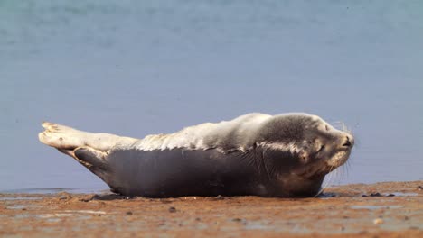 A-cute-Common-Seal-pup-lying-on-a-sandbank-With-ocean-sea-background,-close-up-wild-life-footage