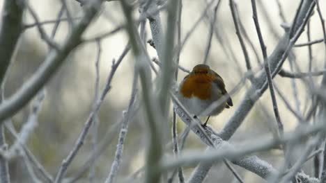 Europäischer-Rotkehlchen-Vogel-Großbritannien-Im-Winter-Frostige-Zweige