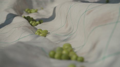 Fresh-olives-during-picking.-Close-up-shot