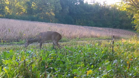 Young-doe-Whitetail-Deer-cautiously-grazing-and-walking-thru-a-radish-feed-plot-along-side-a-soybean-field,-in-early-fall-in-Illinois