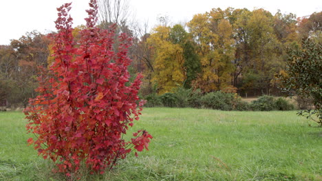 Fall-color-trees-on-the-edge-of-a-field-bright-red-bush-in-the-foreground
