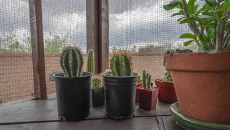 Unique-time-lapse-of-potted-cacti-on-a-patio-at-home-with-clouds-and-birds-in-background