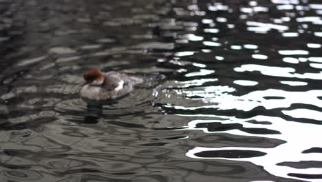 duck-playing-with-feathers-in-water