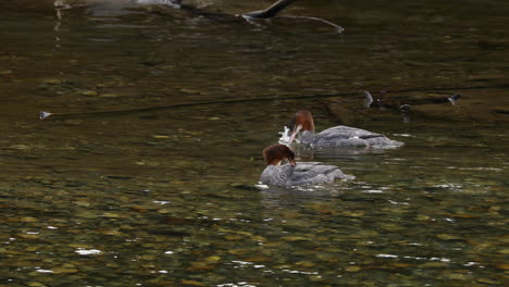 Erwachsenes-Paar-Merganser-wasservögel,-Die-Im-Atnarko-fluss-Schwimmen-Und-Planschen