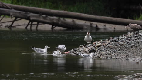 Seagulls-eating-fish-scraps-left-by-grizzly-bears-on-shore-of-Atnarko-River