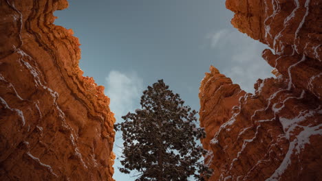 Time-Lapse,-Bryce-Canyon-National-Park,-Tree-Between-Red-Rock-Sandstone-Cliffs,-Winter-in-Utah-USA
