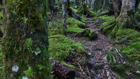 Slow-panning-shot-of-magical-beech-forest-path-with-green-moss-and-plants-in-dense-jungle-of-Glacier-Burn-Track,New-Zealand