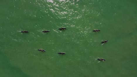 Aerial-top-down-shot-of-professional-kayak-team-rowing-on-green-Atlantic-Ocean-at-sunlight