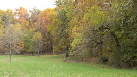 Die-Blätter-Des-Herbstfarbenbaums-Wehen-Im-Wind