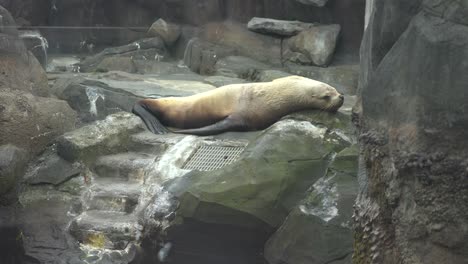 seal-laying-down-on-rocks