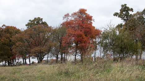 Fallfarbenbäume-Am-Rand-Eines-Feldes