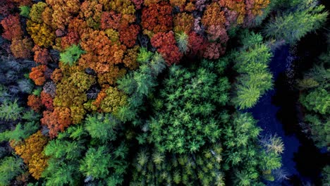 Aerial-drone-video-footage-of-a-colorful-autumn-forest,-pond,-and-pine-trees-in-the-Appalachian-mountains