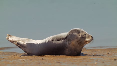 Lazy-and-sleepy-seal-lying-on-the-seashore