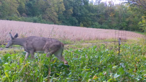 Female-Whitetail-Deer-cautiously-walking-thru-a-radish-feed-plot-towards-a-mature-a-soybean-field,-in-early-fall-in-Illinois