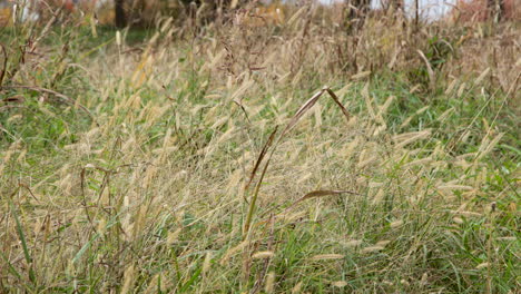 Tall-Grass-blowing-in-the-wind