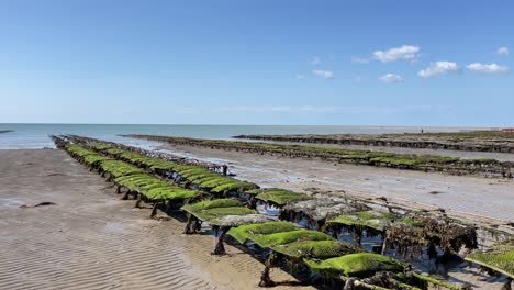 Large-shellfish-farm-on-the-sandy-beach,-oyster-and-mussel-farming,-shellfish-business