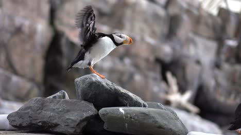 puffin-bird-perched-on-rock