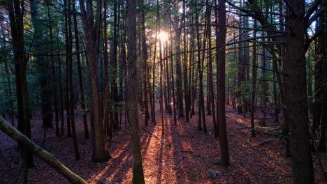 Glatte-Aufnahmen-Eines-Herbstkiefernwaldes-Mit-Blättern-Auf-Dem-Boden-Und-Wunderschönem-Goldenem-Licht-In-Den-Appalachen