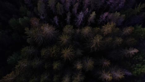 Aerial,-top-down-drone-footage-of-a-beautiful,-dark-pine-forest-after-sunset