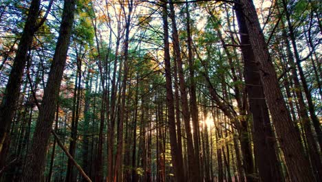 Glatte-Aufnahmen-Eines-Herbstkiefernwaldes-Mit-Blättern-Auf-Dem-Boden-Und-Wunderschönem-Goldenem-Licht-In-Den-Appalachen