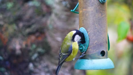 HD-Super-slow-motion-footage-of-birds-flying-to-a-bird-feeder-and-eating-seeds