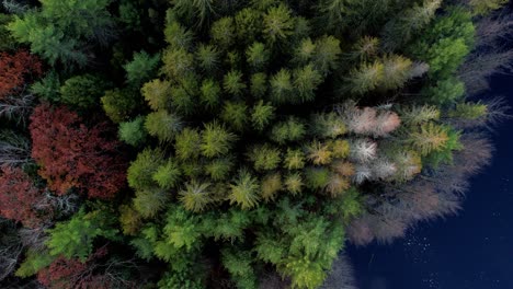 Aerial-drone-video-footage-rising-above-a-pine-forest,-colorful-deciduous-trees,-and-a-pond-during-peak-foliage-in-fall-autumn-in-the-Appalachian-Mountains