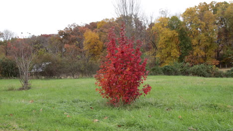 Herbstfarbe-Bäume-Am-Rand-Eines-Feldes-Leuchtend-Roter-Busch-Im-Vordergrund