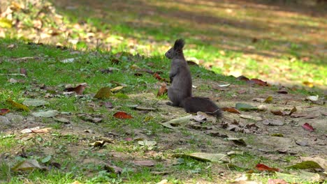 Eurasian-red-squirrel-or-Sciurus-vulgaris-standing-on-hind-legs-on-autumn-grassy-ground-with-fallen-leaves---back-view