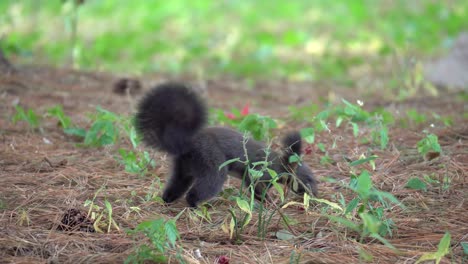 Eurasisches-Rotes-Eichhörnchen-Oder-Koreanisches-Eichhörnchen-Springt-Auf-Den-Boden-Und-Riecht-Gefallene-Kiefernnadeln-Auf-Der-Suche-Nach-Strobiles-In-Seoul-Forest-Back-View
