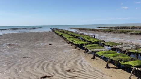 Zoom-out-of-oyster-and-mussels-farming-tables
